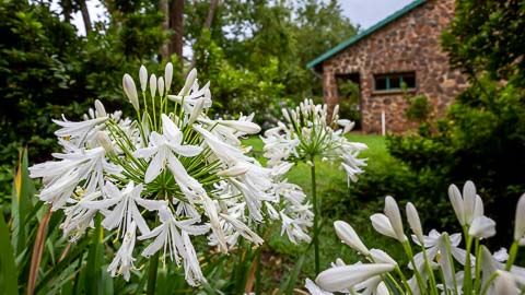 Gardens | Misty Mountain